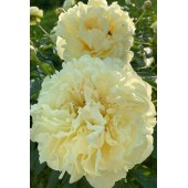 Півонія Paeonia Seidl's Super